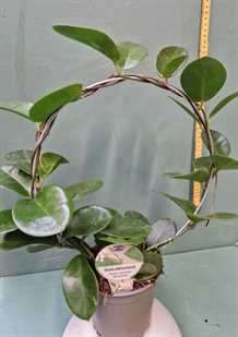 Hoya på 25cm bøjle
